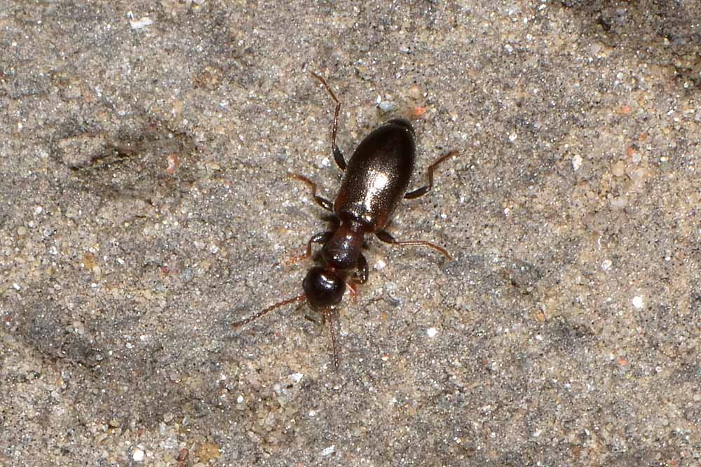 Anthicidae:  Omonadus floralis